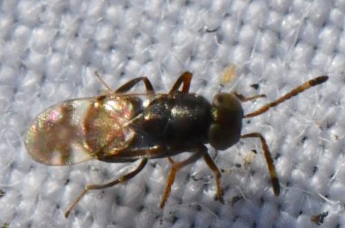 Microterys tessellatus